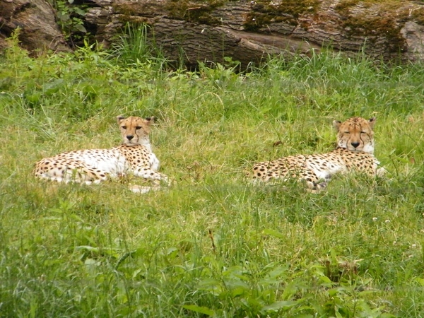 2014_06_17 Pairi Daiza 099