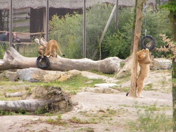 Pairi Daiza