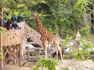 2014_06_17 Pairi Daiza 104