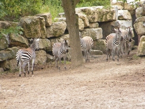 2014_06_17 Pairi Daiza 109