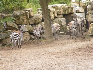 2014_06_17 Pairi Daiza 109