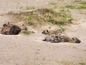 2014_06_17 Pairi Daiza 112