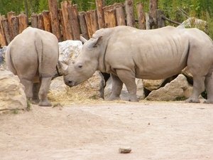 2014_06_17 Pairi Daiza 120