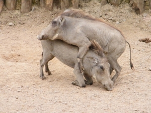 2014_06_17 Pairi Daiza 124