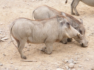 2014_06_17 Pairi Daiza 125