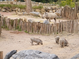 2014_06_17 Pairi Daiza 126