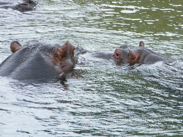 2014_06_17 Pairi Daiza 127