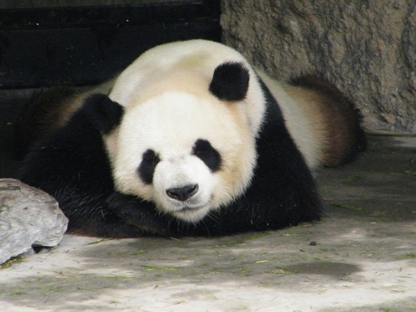 Pairi Daiza