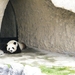 2014_06_17 Pairi Daiza 134