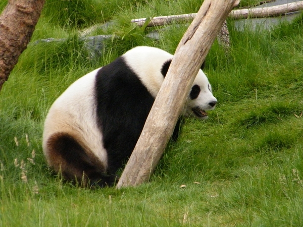 Pairi Daiza