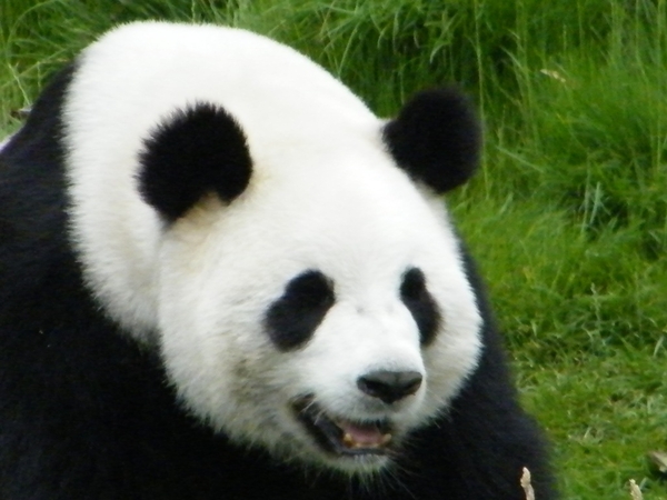 Pairi Daiza