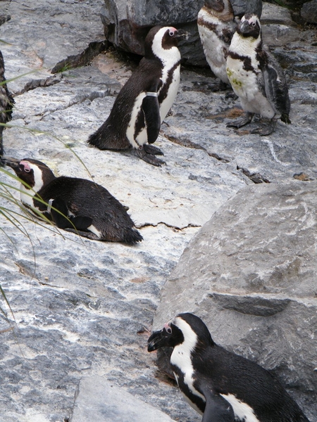 Pairi Daiza