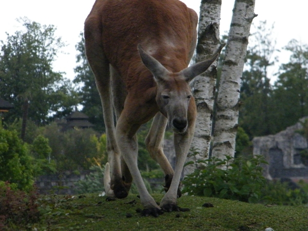 Pairi Daiza