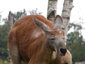 2014_06_17 Pairi Daiza 169