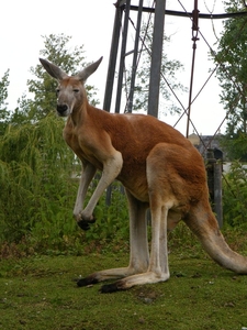 2014_06_17 Pairi Daiza 170