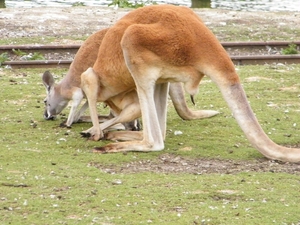 2014_06_17 Pairi Daiza 173