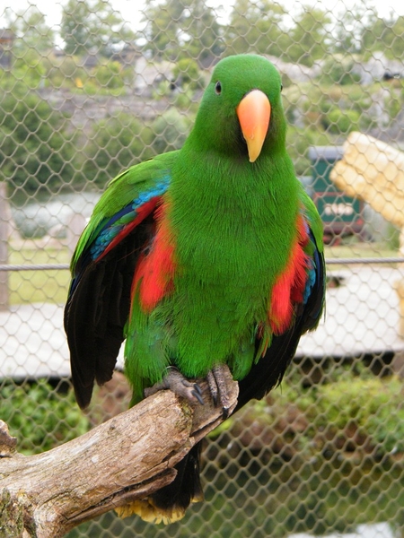 Pairi Daiza