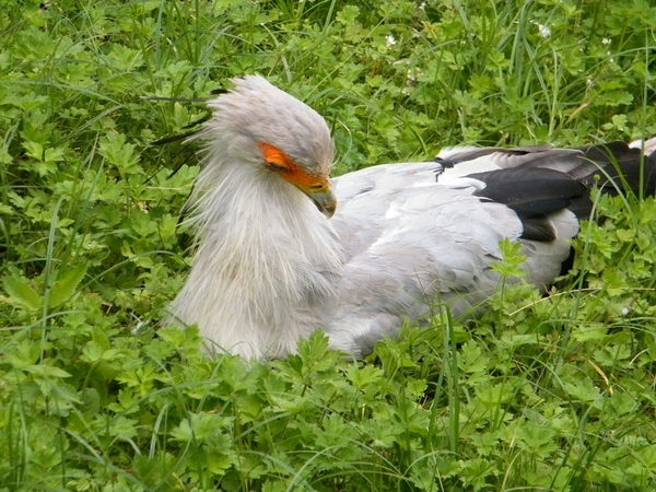 Pairi Daiza