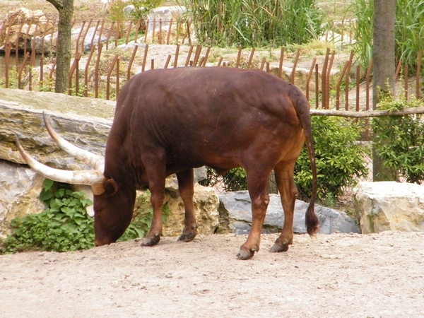 Pairi Daiza