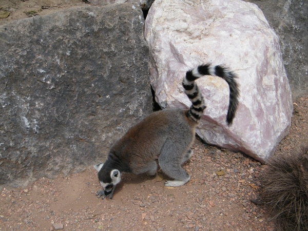 2014_06_17 Pairi Daiza 205