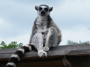 2014_06_17 Pairi Daiza 206