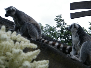 2014_06_17 Pairi Daiza 209