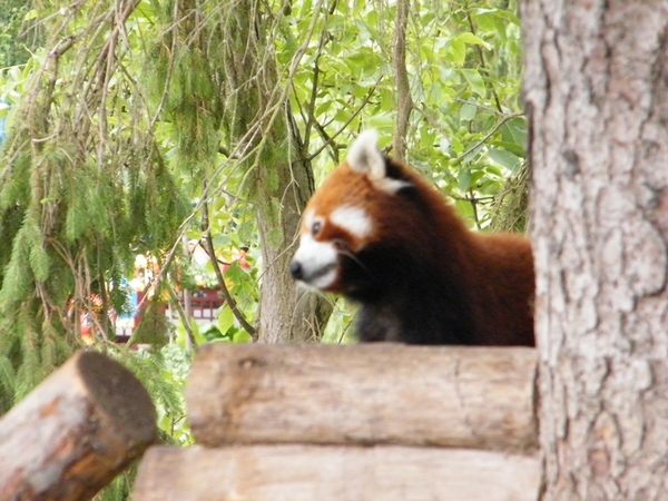 2014_06_17 Pairi Daiza 240