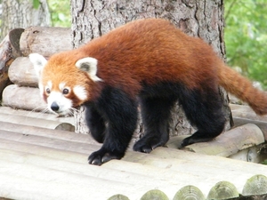 2014_06_17 Pairi Daiza 242