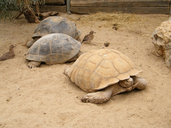 Pairi Daiza