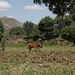 Ethiopië (nov. 2013) (31)