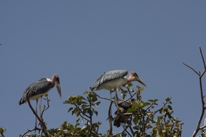 Ethiopië (nov. 2013) (40)