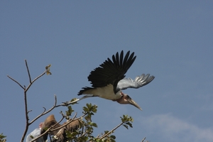 Ethiopië (nov. 2013) (41)