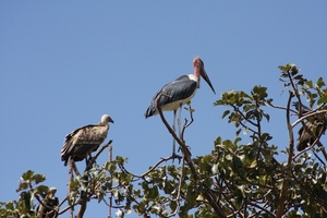 Ethiopië (nov. 2013) (42)