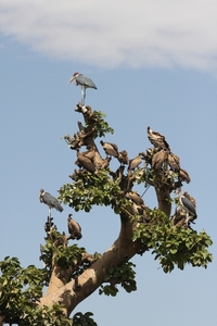 Ethiopië (nov. 2013) (45)