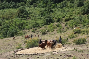 Ethiopië (nov. 2013) (82)