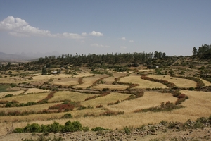 Ethiopië (nov. 2013) (223)