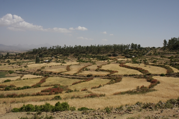 Ethiopië (nov. 2013) (223)
