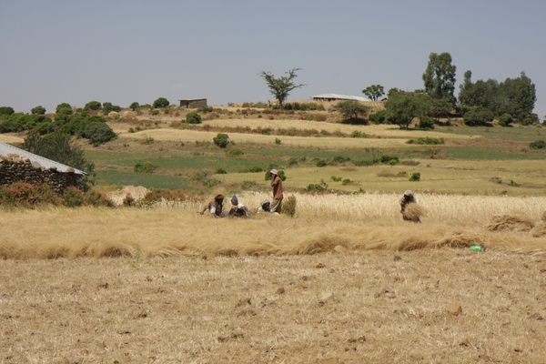 Ethiopië (nov. 2013) (227)