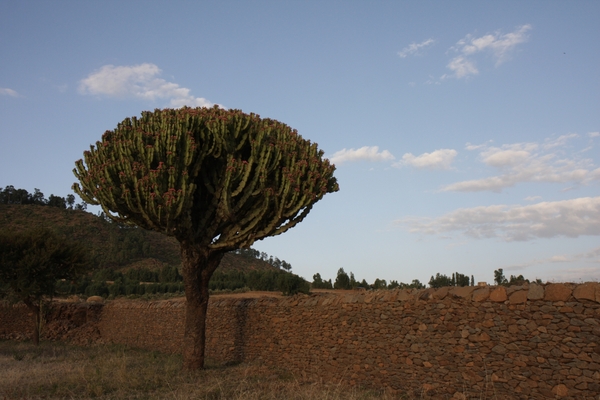 Ethiopië (nov. 2013) (248)