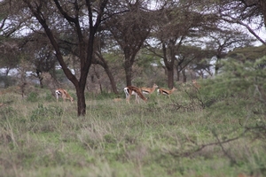 Ethiopië (nov. 2013) (297)