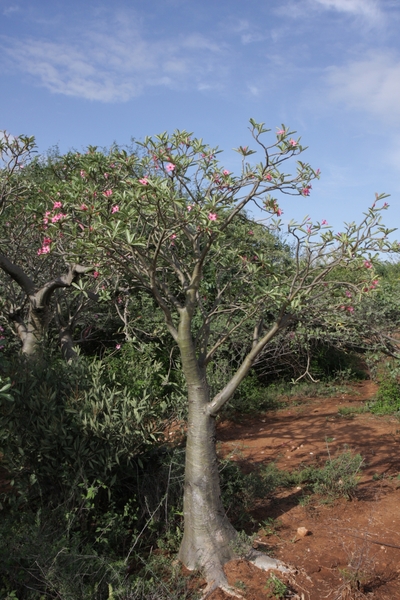 Ethiopië (nov. 2013) (525)