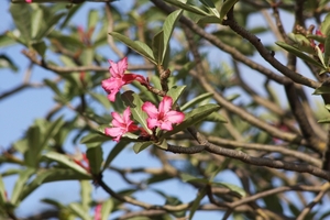 Ethiopië (nov. 2013) (526)