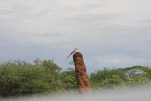 Ethiopië (nov. 2013) (532)