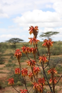 Ethiopië (nov. 2013) (570)