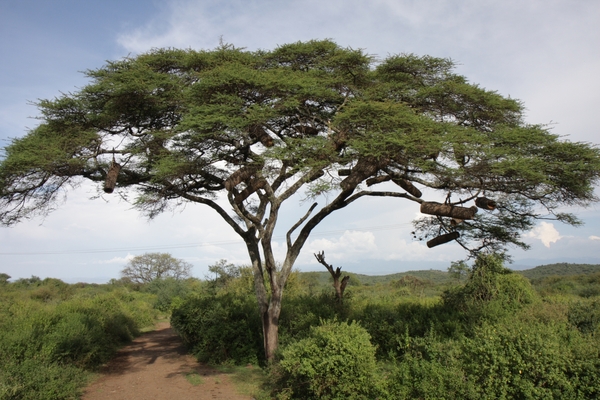 Ethiopië (nov. 2013) (631)