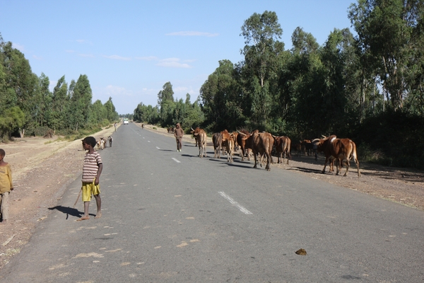 Ethiopië (nov. 2013) (704)