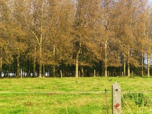 De Vlaamse  Ardennen