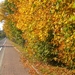 Herfst 2008