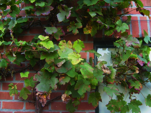 Herfst in onze tuin