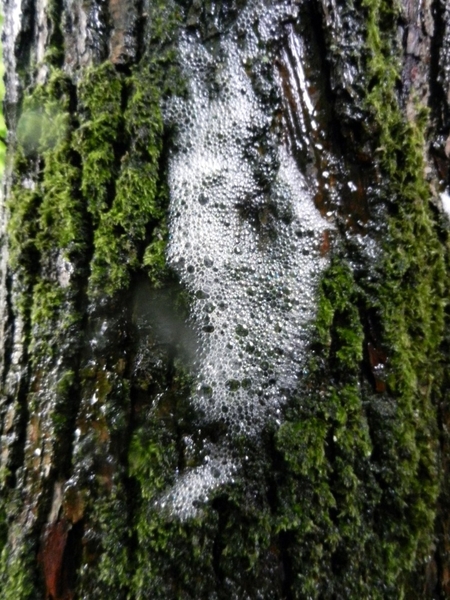 DSCN5654